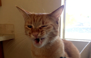 Sagan making a funny face.